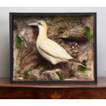 Taxidermy: A Cased Gannet (Morus bassana), circa 1929, in the manner of H.T. Shopland, Carver