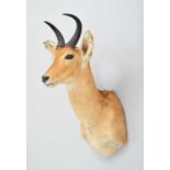 Taxidermy: Eastern Bohor Reedbuck (Redunca bohor), modern, by Colin Dunton, Taxidermy,