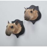 Taxidermy: A Pair of Hammer-headed Bat Heads (Hypsignathus monstrosus), modern, a pair of adult