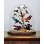 Taxidermy: A Late Victorian South American Tropical Bird Display, circa 1870-1900, a typical