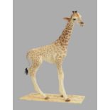 Taxidermy: South African Giraffe (Giraffa camelopardalis), early 20th century, a full-mount juvenile