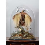 Taxidermy: A Late Victorian Count Raggiana Bird-of-Paradise (Paradisaea raggiana), circa 1870-