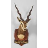 Taxidermy: Rajputan Blackbuck (Antilope cervicapra), dated 1928, by Van Ingen & Van Ingen,