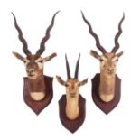 Taxidermy: A Pair of Rajputan Blackbucks and a Deccan Chinkara, by B. Appajee & Son's, Taxidermist'