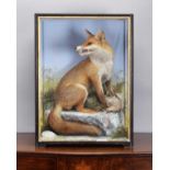 Taxidermy: European Red Fox Diorama (Vulpes vulpes), circa 1860-1942, by James Hutchings, Taxidermy,