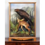 Taxidermy: A Large Cased Golden Eagle (Aquila chrysaetos), dated 2011, by A.J. Armitstead,