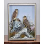 Taxidermy: A Cased Pair of European Merlins (Falco columbarius), 1860-1942, by James Hutchings,