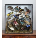 Taxidermy: A Victorian Display of Tropical Birds Native to South America and Australasia, circa