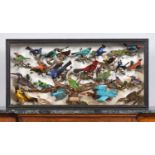 Taxidermy: A Cased Collection of Tropical Birds Native to Europe Africa and North and South America,