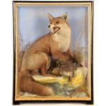 Taxidermy: European Red Fox Diorama (Vulpes vulpes), circa 1860-1942, by James Hutchings, Taxidermy,