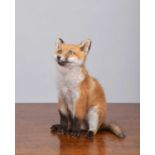 Taxidermy: European Red Fox Cub (Vulpes vulpes), modern, by Brian Lancaster, Taxidermy, Bedale,