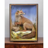 Taxidermy: European Red Fox Diorama (Vulpes vulpes), circa 1860-1942, by James Hutchings, Taxidermy,