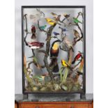 Taxidermy: A Late Victorian Diorama of South American Tropical Birds, circa 1860-1900, by George