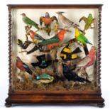 Taxidermy: A Victorian Cased Display of Australian Birds, circa 1870-1900, a superb antique