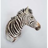 Taxidermy: Burchell's or Plains Zebra (Equus quagga burchellii), 2021, by Pan African Art Gallery,