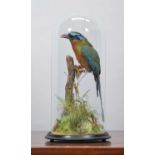 Taxidermy: A Late Victorian Trinidad Motmot (Momotus bahamensis), circa 1880-1900, a good-quality
