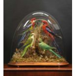 Taxidermy: A Late Victorian Display of Parakeets, circa 1870-1900, a colourful display containing