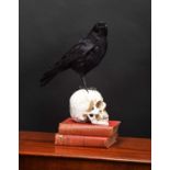 Taxidermy: A Carrion Crow on a Human Skull (Corvus corone), modern, a full-mount adult with head
