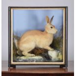 Taxidermy: A Cased Scottish Mountain Hare (Lepus timidus), 1860-1942, by James Hutchings,