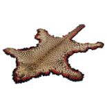 Taxidermy: Indian Leopard Skin Rug (Panthera pardus fusca), circa 1894, India, a large adult flat