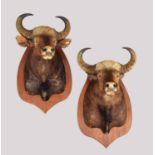 Taxidermy: A Pair of Indian Gaur Buffalo (Bos gaurus gaurus), dated 28th December 1942, by Van Ingen