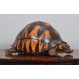 Taxidermy: A Late Victorian Radiated Tortoise (Astrochelys radiata), circa 1880-1900, a superb large