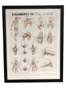 A contemporary framed anatomical print depicting the ligaments of the joints, overall 77 cm x 61 cm.