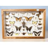 A glazed montage of butterflies and moths, 45 cm x 31 cm.