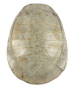 A LARGE SOUTH AMERICAN WHITE RIVER TURTLE SHELL AMAZONIAN, PODOCNEMIS EXPANSA, PROBABLY LATE 19TH