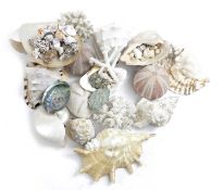 λ A COLLECTION OF SEASHELLS with various specimens including: nautilus, conch, abalone and sea