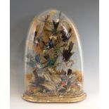 TAXIDERMY: A Victorian ornithological dome-cased taxidermy display, 19th century, containing