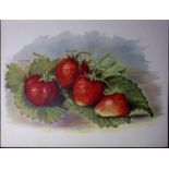 Strawberries- Veitch, Latsona Dr Hogg, Antique Mary Rivers Illustration-45