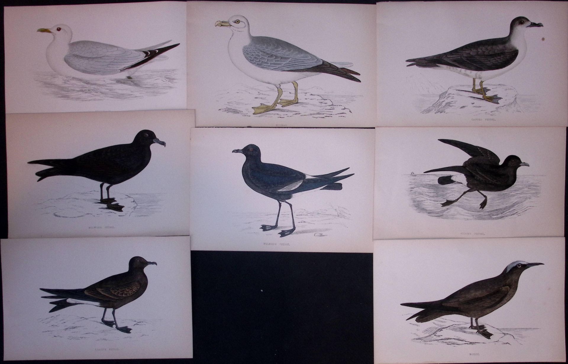 Job-Lot Rev Morris Kittiwake, Petrel, Noddy, 1888 Antique Lithographs-33