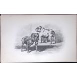 Bulldogs Antique Book Plate Rawdon Lee Modern Dogs 1894-12