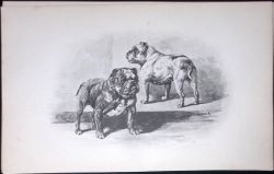 Bulldogs Antique Book Plate Rawdon Lee Modern Dogs 1894-12