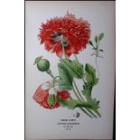 Opium Poppy Edward Step Rare Antique Botanical Book Plate-18