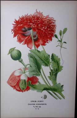 Opium Poppy Edward Step Rare Antique Botanical Book Plate-18