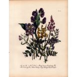 Jane Loudon Rare 165-Yr-Old Antique British Wildflower Hand-Coloured Plate-29
