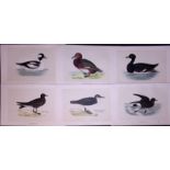 Job-Lot Duck & Petrel Species Rev Morris Antique 170-Year-Old Bird Engravings-4.