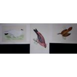 Job-Lot Warbler, Chaff, Pigeon, Starling Rev Morris Antique 170-Year-Old Bird Engravings-6.