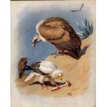Thorburn Antique Scarce Large Coloured Lithograph Vultures Adult & Young -29.