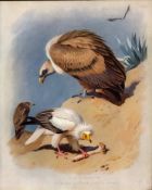 Thorburn Antique Scarce Large Coloured Lithograph Vultures Adult & Young -29.