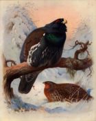 Archibald Thorburn Antique Scarce 2nd Edition Bird Print Capercaillie-54.