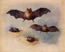 Archibald Thorburn Antique Greater Horseshoe Bat Scarce Lithograph-1