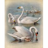 Antique Scarce Large First Edition Bird Lithograph Beautiful Swans-45