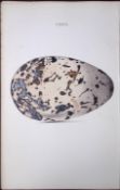 The Great Auk Hewitson Antique Nests & Eggs of British Birds Print-111