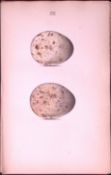 Kite Hawk -William Hewitson Antique Nests & Eggs of British Birds Print-13