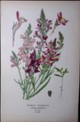 Purple Toadflax Edward Step Rare Antique Botanical Book Plate-207