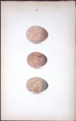 Hobby-Hawk Hewitson Antique Nests & Eggs of British Birds Print-8