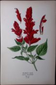 Scarlet Sage Edward Step Rare Antique Botanical Book Plate-223
